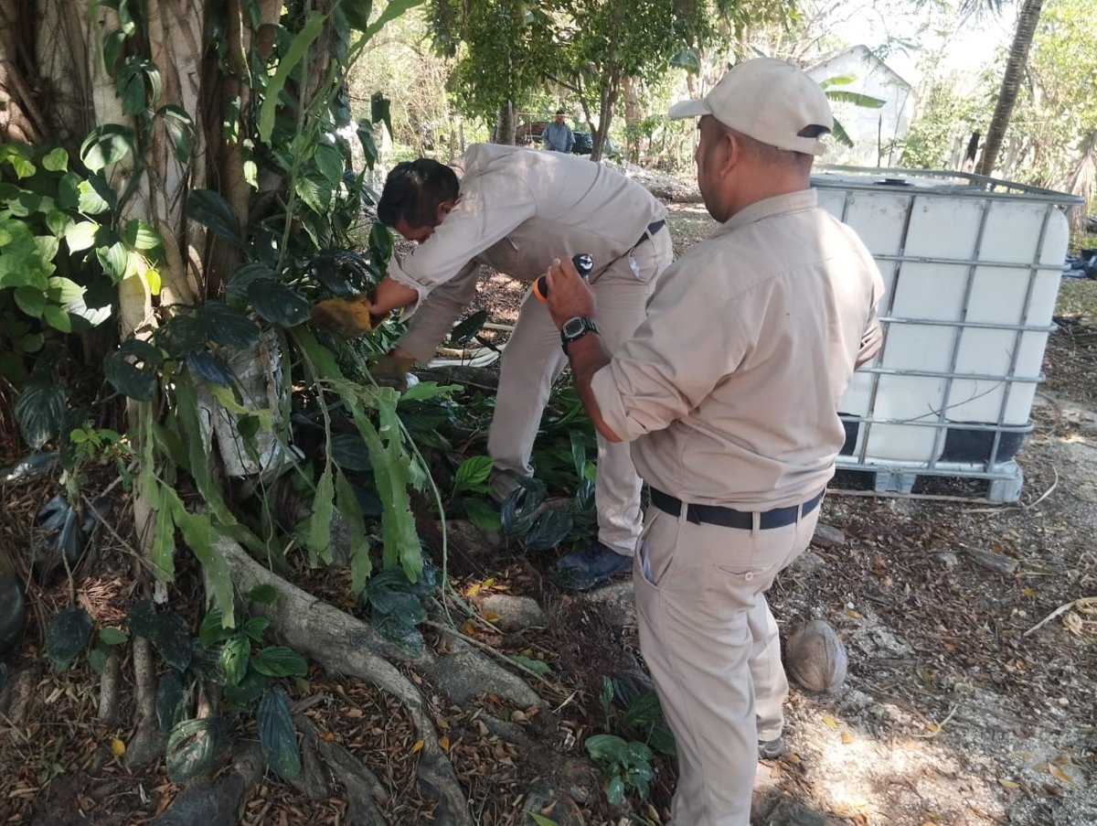 REFUERZAN PREVENCIÓN DEL CHAGAS EN CAMPECHE