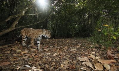 DESDE CAMPECHE, UN CORREDOR QUE CONECTA SELVAS, COMUNIDADES Y ESPERANZA: BALAM BEH INSPIRA LA CONSERVACIÓN EN MÉXICO
