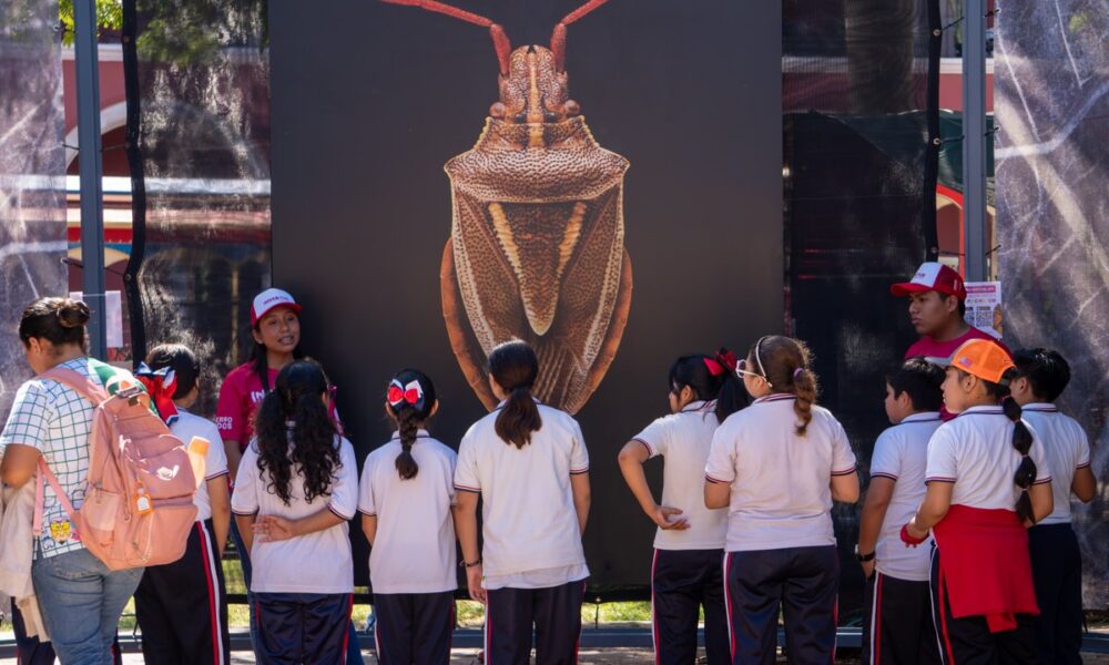 INSECTUS CONTINÚA CON UN FIN DE SEMANA LLENO DE CIENCIA, ARTE Y CULTURA EN CAMPECHE