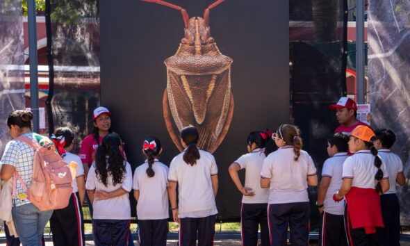 INSECTUS CONTINÚA CON UN FIN DE SEMANA LLENO DE CIENCIA, ARTE Y CULTURA EN CAMPECHE