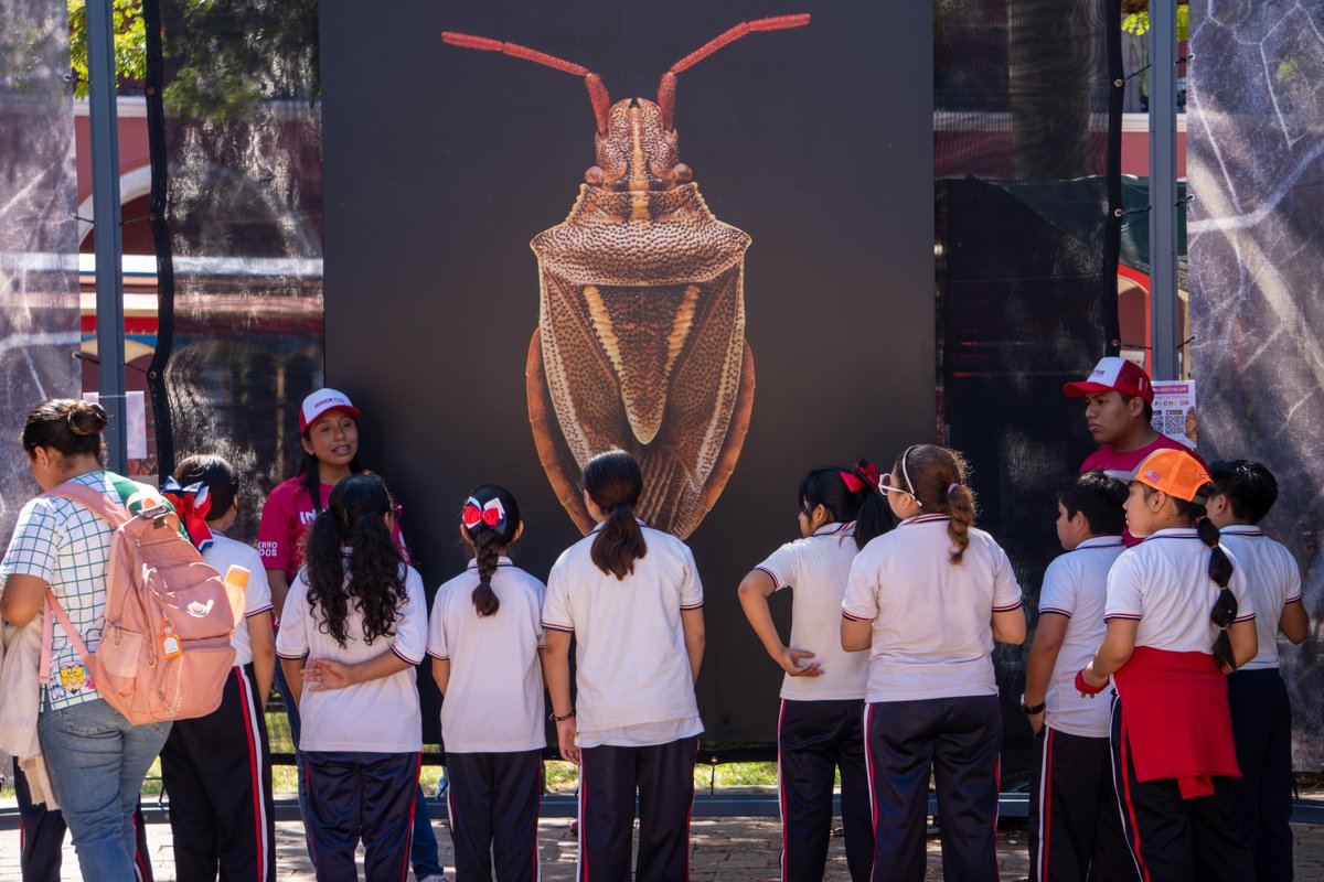INSECTUS CONTINÚA CON UN FIN DE SEMANA LLENO DE CIENCIA, ARTE Y CULTURA EN CAMPECHE