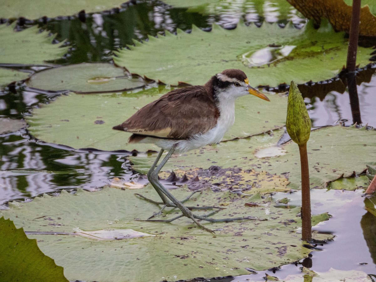 FOMENTAN LA CIENCIA CIUDADANA CON TALLER DE OBSERVACIÓN DE AVES