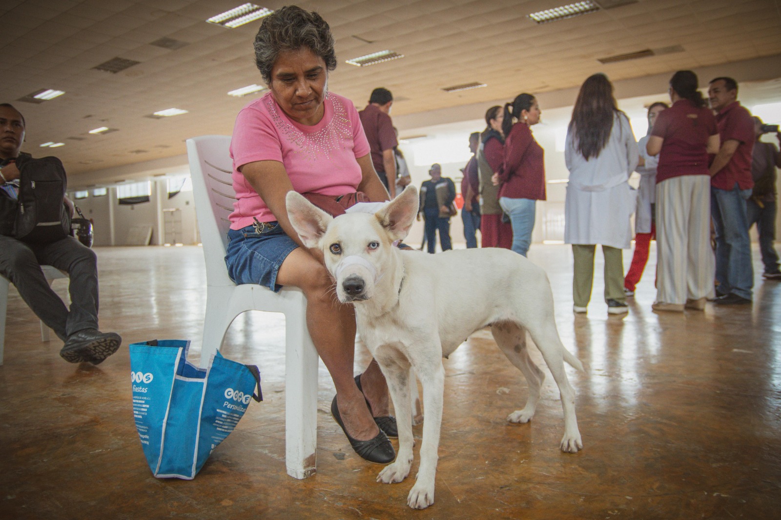 ESTERILIZAN PERROS Y GATOS DE ESCÁRCEGA CON SALUD EN TU BARRIO