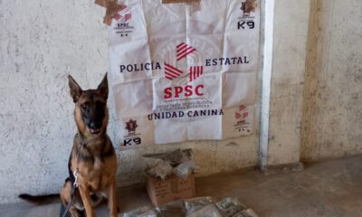 UNIDAD K9 ASEGURA PAQUETE CON PRESUNTA DROGA EN PAQUETERÍA DE LA CAPITAL DEL ESTADO