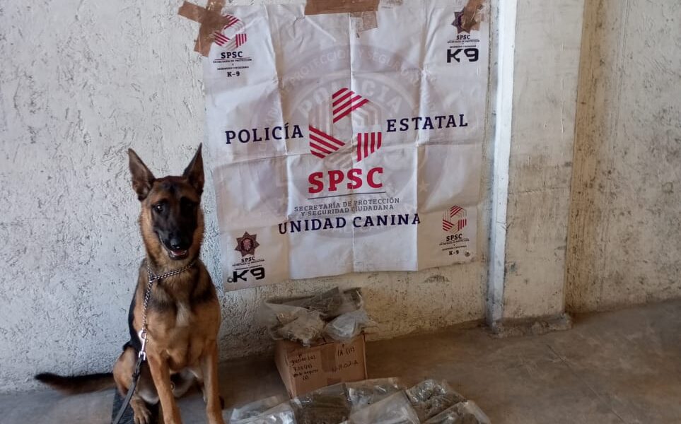 UNIDAD K9 ASEGURA PAQUETE CON PRESUNTA DROGA EN PAQUETERÍA DE LA CAPITAL DEL ESTADO