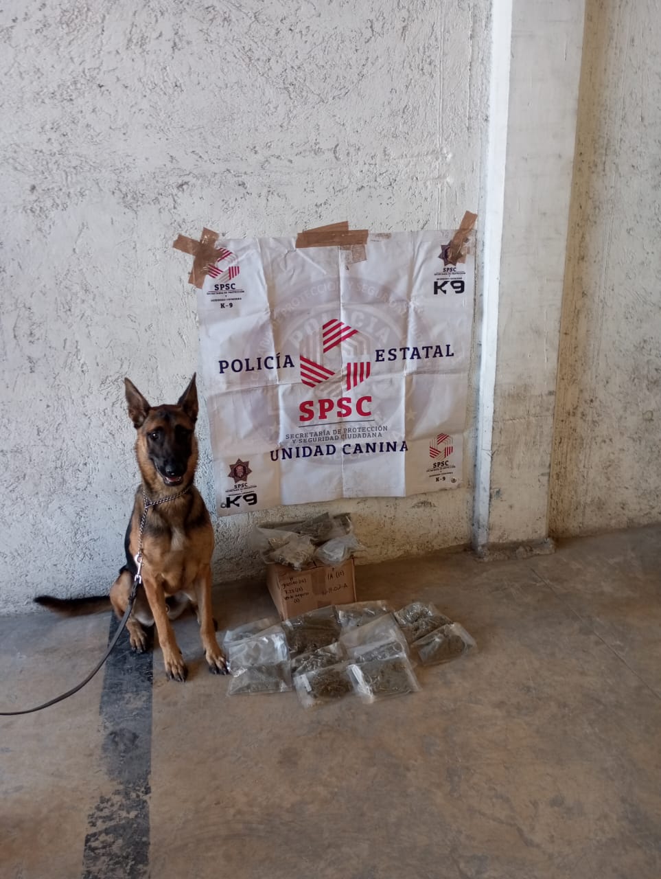 UNIDAD K9 ASEGURA PAQUETE CON PRESUNTA DROGA EN PAQUETERÍA DE LA CAPITAL DEL ESTADO