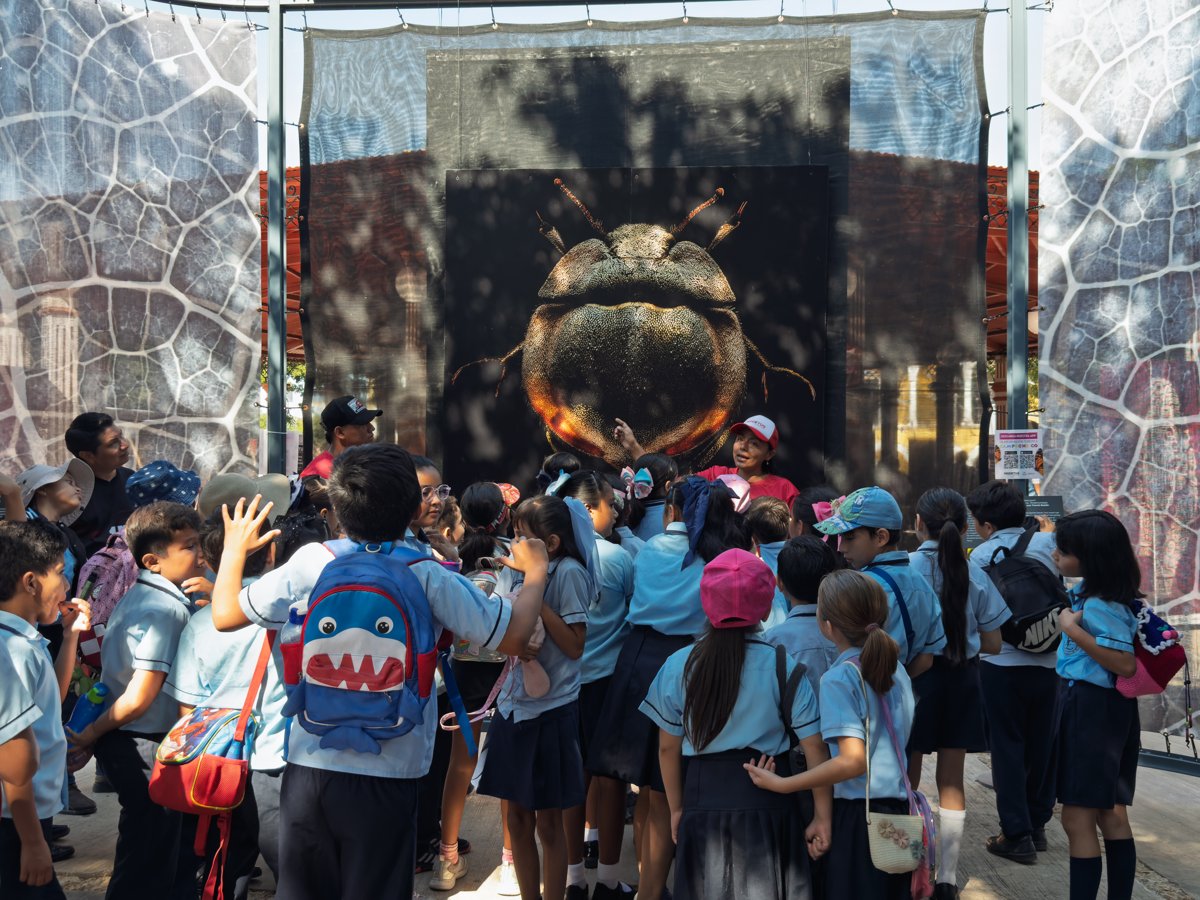 INSECTUS CONTINÚA CON UN FIN DE SEMANA LLENO DE CIENCIA, ARTE Y CULTURA EN CAMPECHE