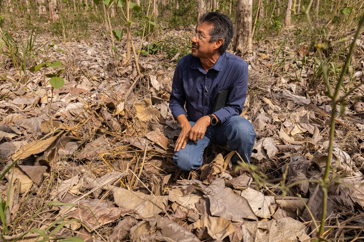 PLANTACIONES FORESTALES, UN MODELO DE SUSTENTABILIDAD Y ECONOMÍA FORESTAL