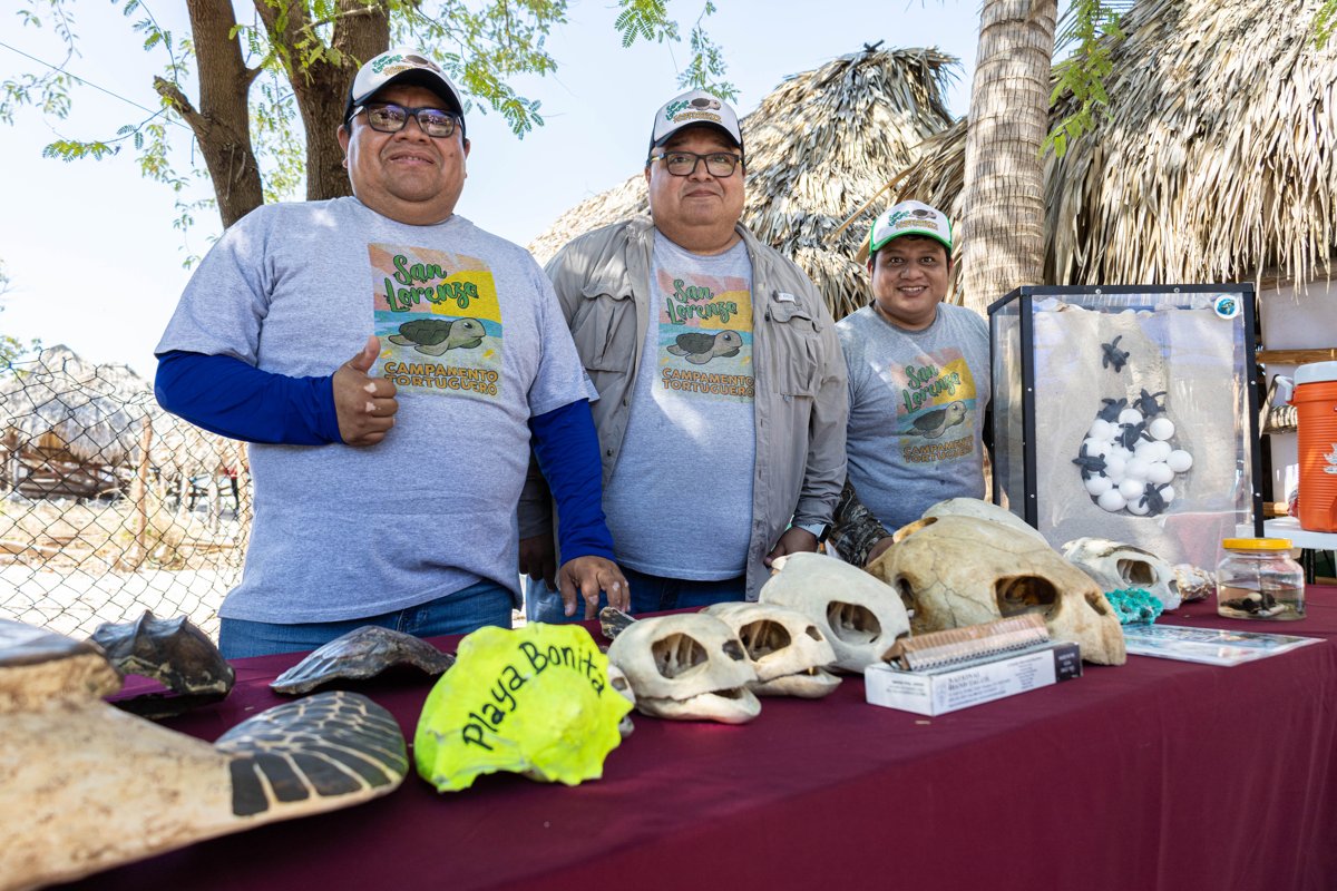 INICIA LA TEMPORADA DE ANIDACIÓN DE TORTUGAS MARINAS 2025, CON MEGA EVENTO EN PAYUCÁN