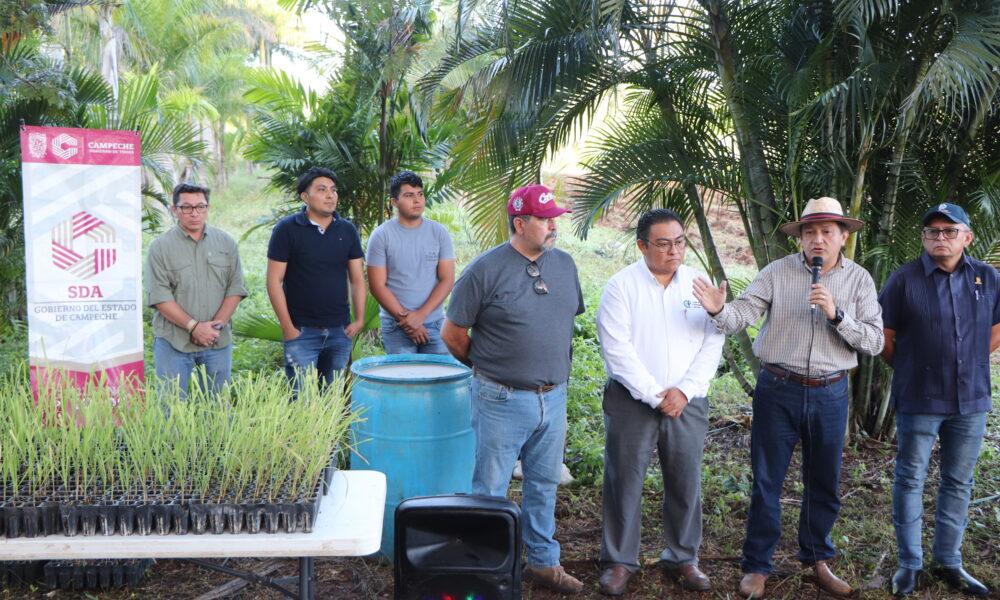 SIEMBRA DE CAÑA IN VITRO EN EL VIVERO DE XAMANTÚN
