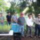 SIEMBRA DE CAÑA IN VITRO EN EL VIVERO DE XAMANTÚN