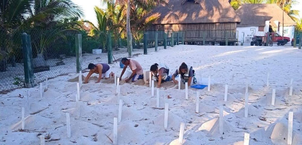 TEMPORADA DE ANIDACIÓN DE TORTUGAS MARINAS 2025