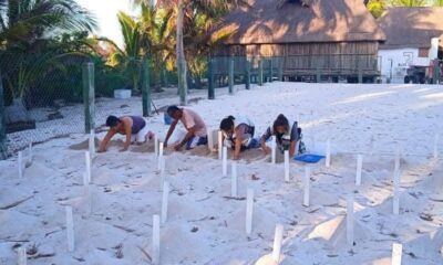 TEMPORADA DE ANIDACIÓN DE TORTUGAS MARINAS 2025