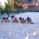 TEMPORADA DE ANIDACIÓN DE TORTUGAS MARINAS 2025