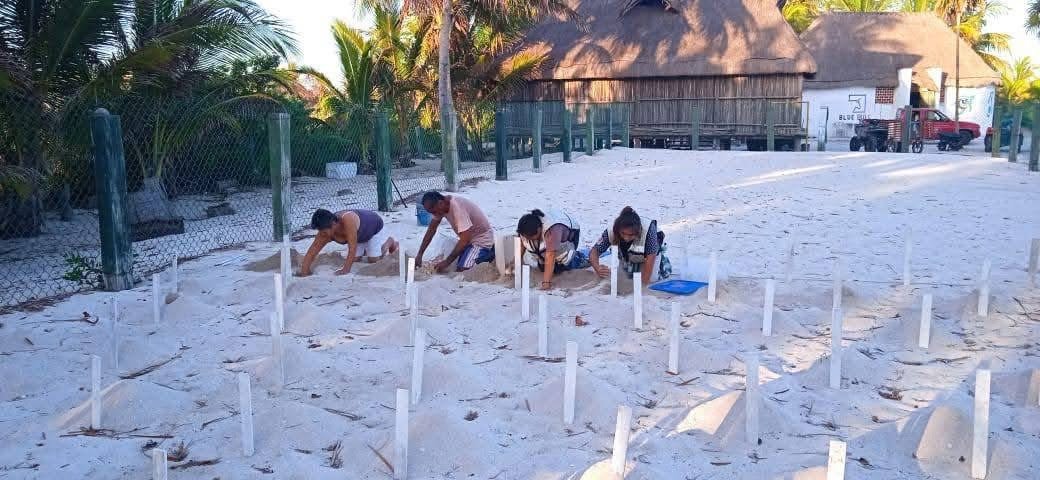 TEMPORADA DE ANIDACIÓN DE TORTUGAS MARINAS 2025