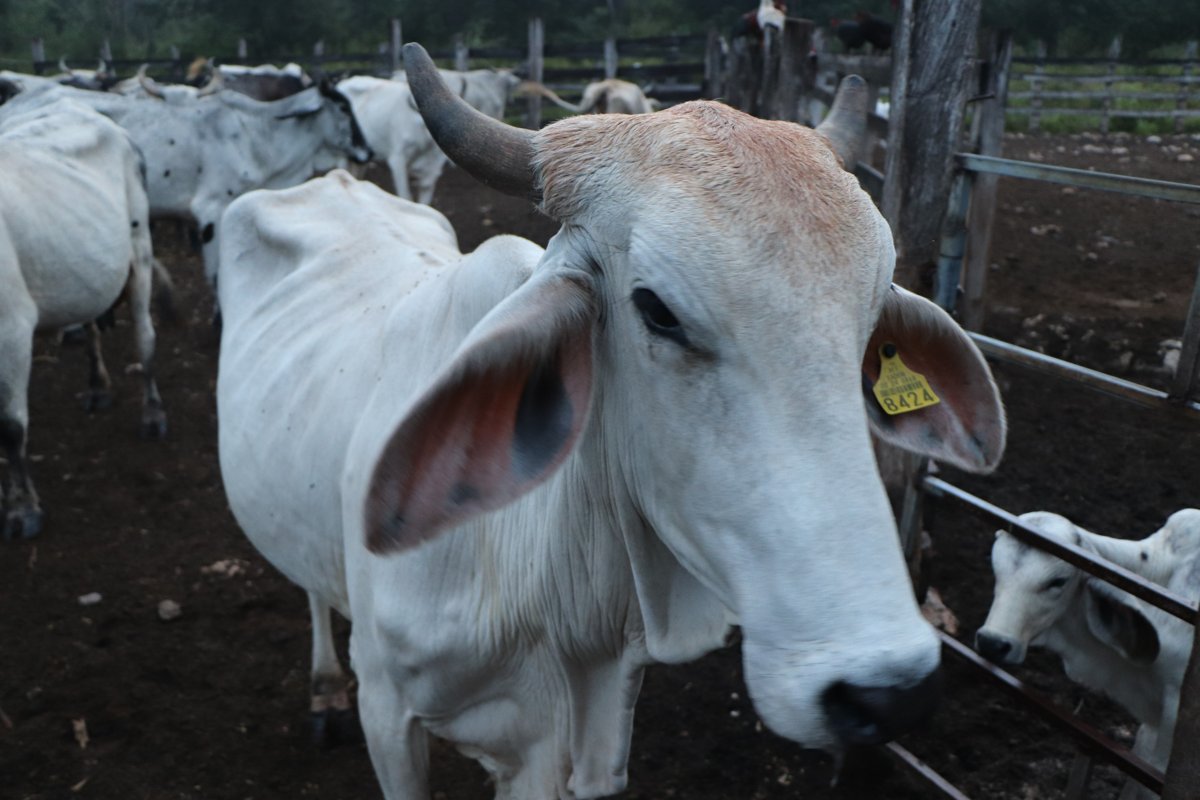 PLAN CAMPECHE IMPULSA EL FORTALECIMIENTO DEL CAMPO Y LA PRODUCCIÓN AGROPECUARIA; ROXANA RIVERA PEÑA