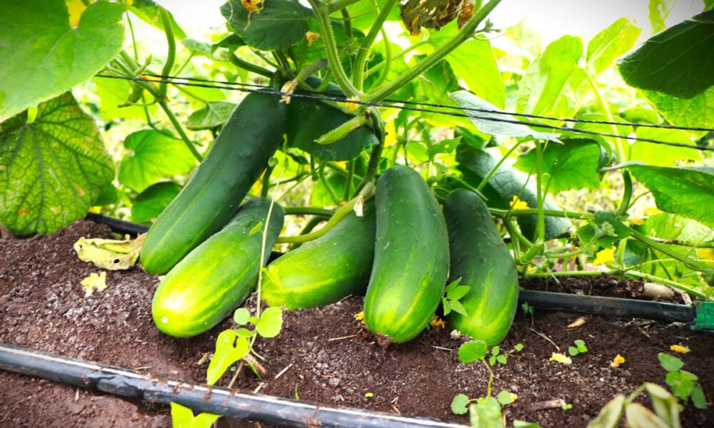 COSECHA HORTÍCOLA EN BOBOLÁ