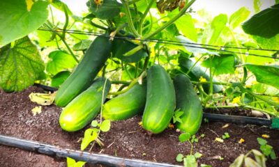 COSECHA HORTÍCOLA EN BOBOLÁ