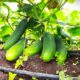 COSECHA HORTÍCOLA EN BOBOLÁ