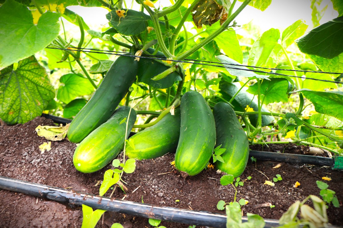 COSECHA HORTÍCOLA EN BOBOLÁ