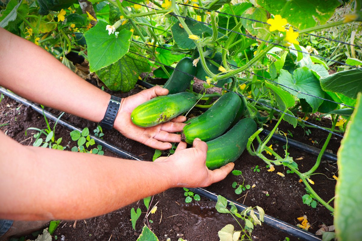 COSECHA HORTÍCOLA EN BOBOLÁ