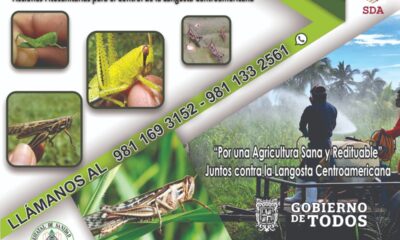 ACCIONES PARA PREVENIR Y CONTROLAR LA LANGOSTA CENTROAMERICANA