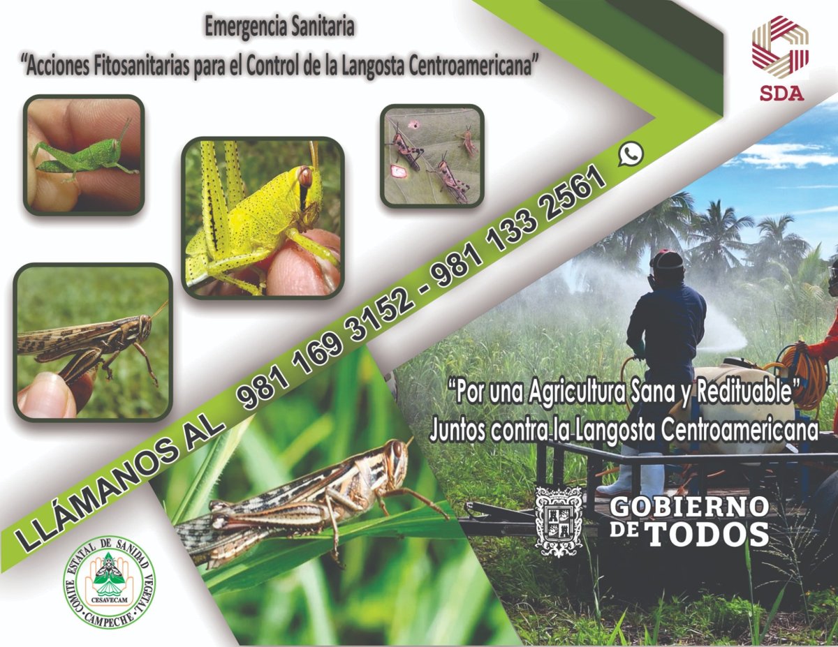ACCIONES PARA PREVENIR Y CONTROLAR LA LANGOSTA CENTROAMERICANA