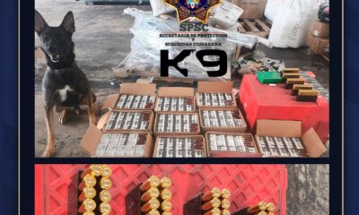 BINOMIO CANINO DETECTA Y ASEGURA MÁS DE 2 MIL MUNICIONES EN PAQUETERÍA