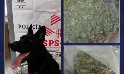 BINOMIO CANINO MANCI COLABORA EN ASEGURAMIENTO DE PAQUETES CON POSIBLE CANNABIS EN CAMPECHE