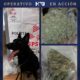 BINOMIO CANINO MANCI COLABORA EN ASEGURAMIENTO DE PAQUETES CON POSIBLE CANNABIS EN CAMPECHE