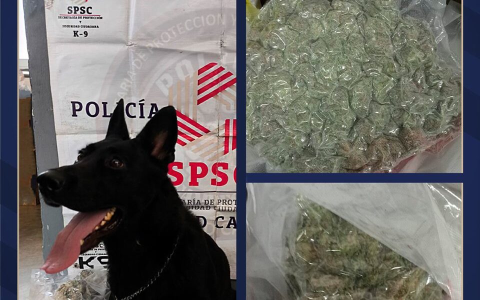 BINOMIO CANINO MANCI COLABORA EN ASEGURAMIENTO DE PAQUETES CON POSIBLE CANNABIS EN CAMPECHE
