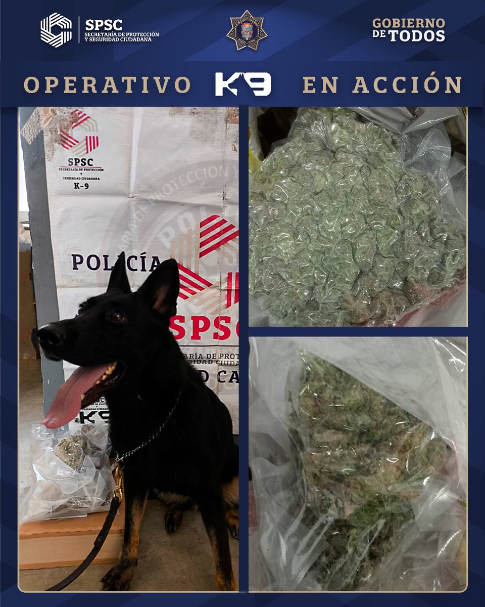 BINOMIO CANINO MANCI COLABORA EN ASEGURAMIENTO DE PAQUETES CON POSIBLE CANNABIS EN CAMPECHE