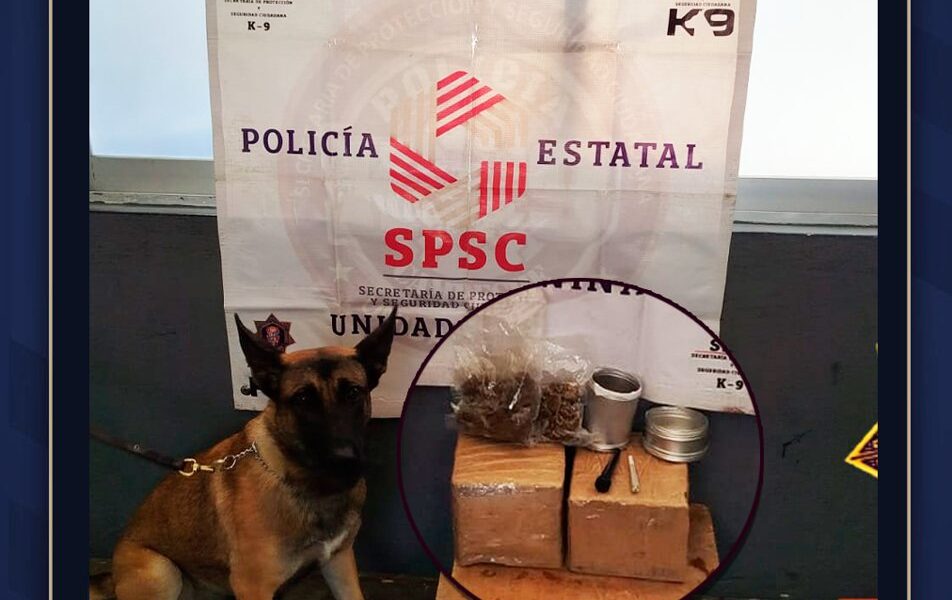 BINOMIO CANINO ASEGURA SUSTANCIAS ILEGALES EN PAQUETERÍA