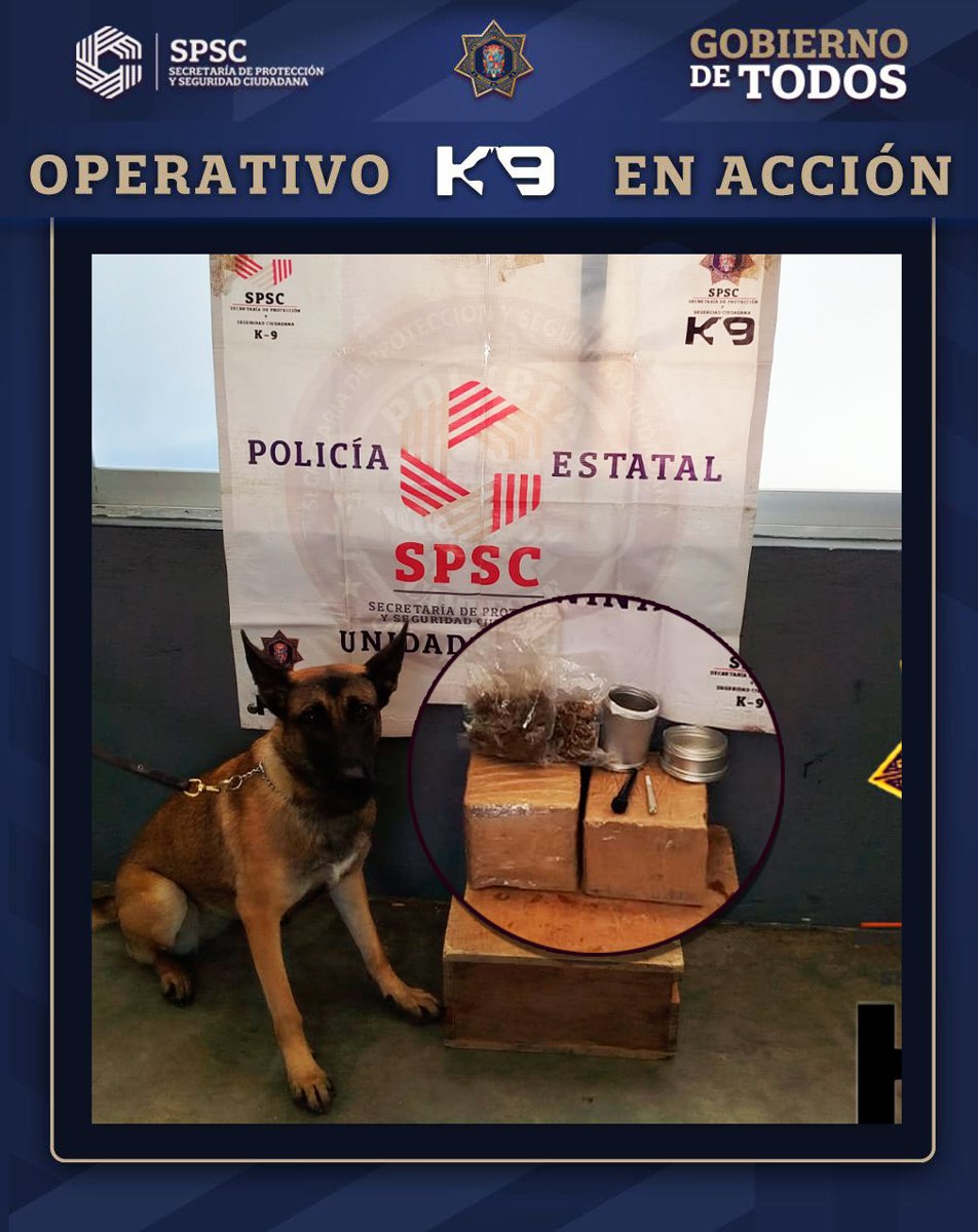BINOMIO CANINO ASEGURA SUSTANCIAS ILEGALES EN PAQUETERÍA