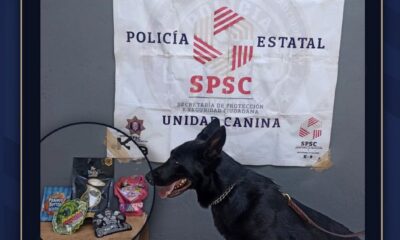 PAQUETE ASEGURADO EN CAMPECHE