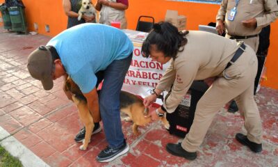 PROTEGIDOS CONTRA LA RABIA, MÁS DE CUATRO MIL PERROS Y GATOS EN CAMPECHE