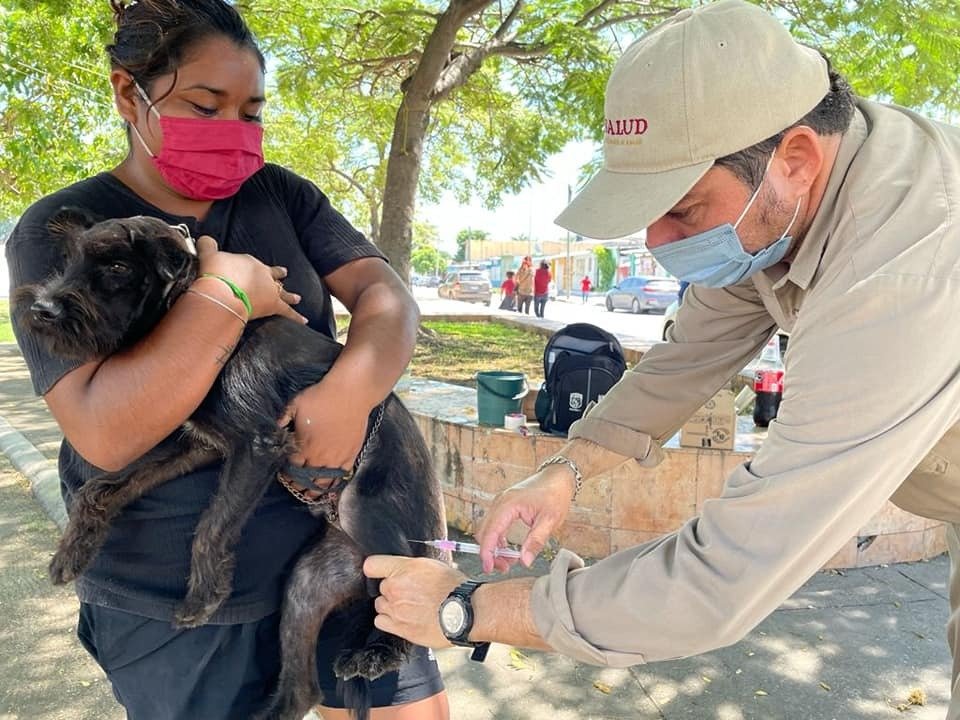 COBERTURA PERMANENTE DE VACUNACIÓN PARA MANTENER A CAMPECHE LIBRE DE RABIA