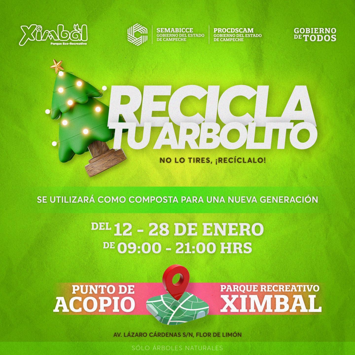 XIMBAL ACOPIARÁ PINOS NATURALES