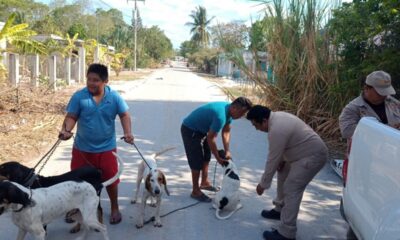 REDOBLAN ESFUERZOS EN CAMPECHE PARA EVITAR LA RABIA