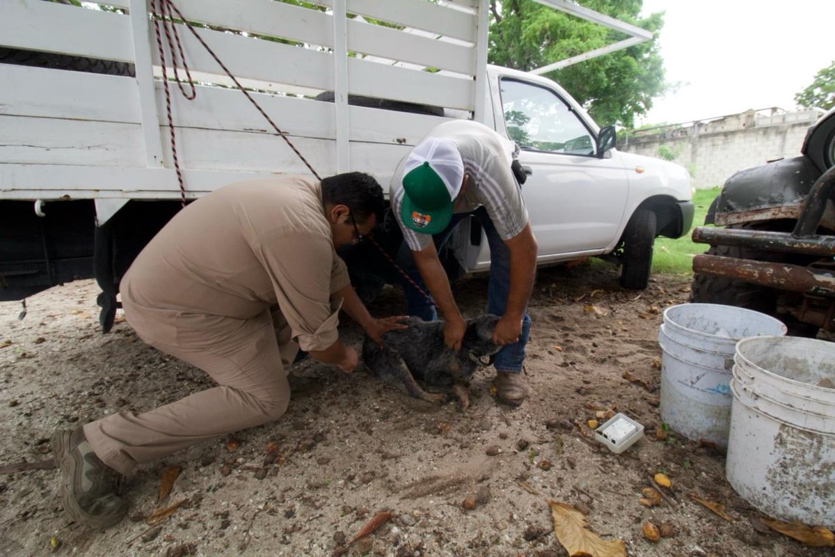PROTEGEN CONTRA LA RABIA A MÁS DE 26 MIL MASCOTAS
