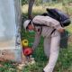 COMBATE PERMANENTE AL DENGUE EN CAMPECHE