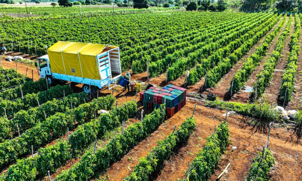 VISITA A PRODUCTORES DE TOMATE EN HACIENDA BLANCA FLOR