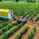 VISITA A PRODUCTORES DE TOMATE EN HACIENDA BLANCA FLOR