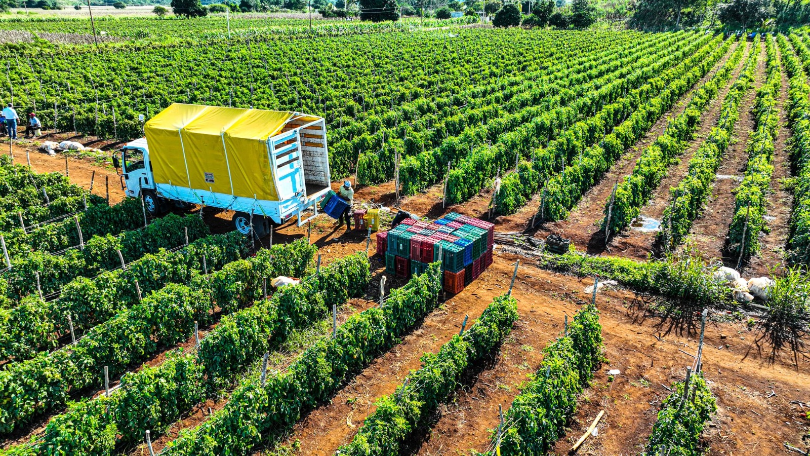VISITA A PRODUCTORES DE TOMATE EN HACIENDA BLANCA FLOR