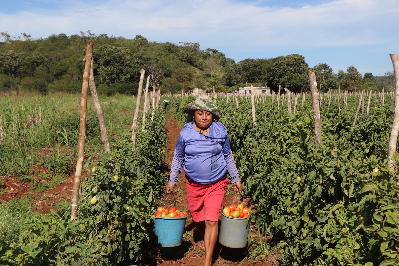 VISITA A PRODUCTORES DE TOMATE EN HACIENDA BLANCA FLOR