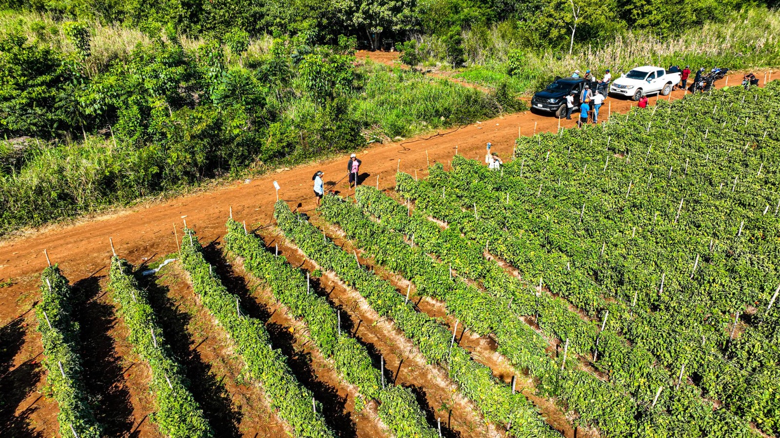 VISITA A PRODUCTORES DE TOMATE EN HACIENDA BLANCA FLOR