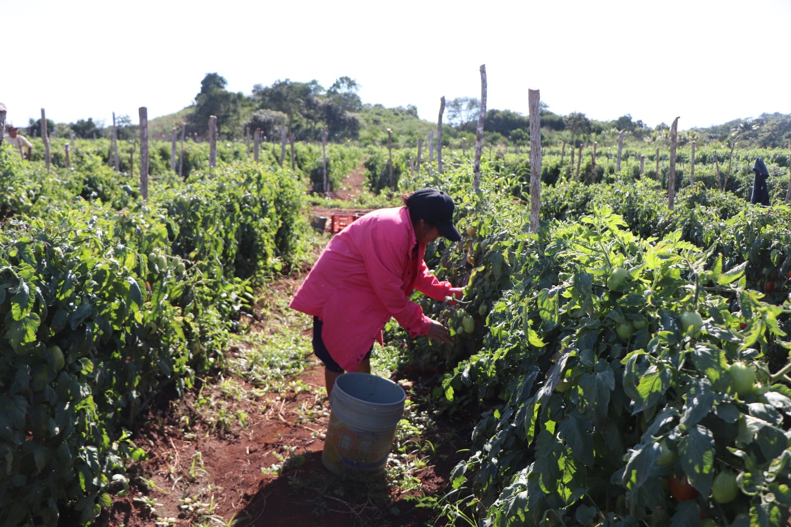 VISITA A PRODUCTORES DE TOMATE EN HACIENDA BLANCA FLOR