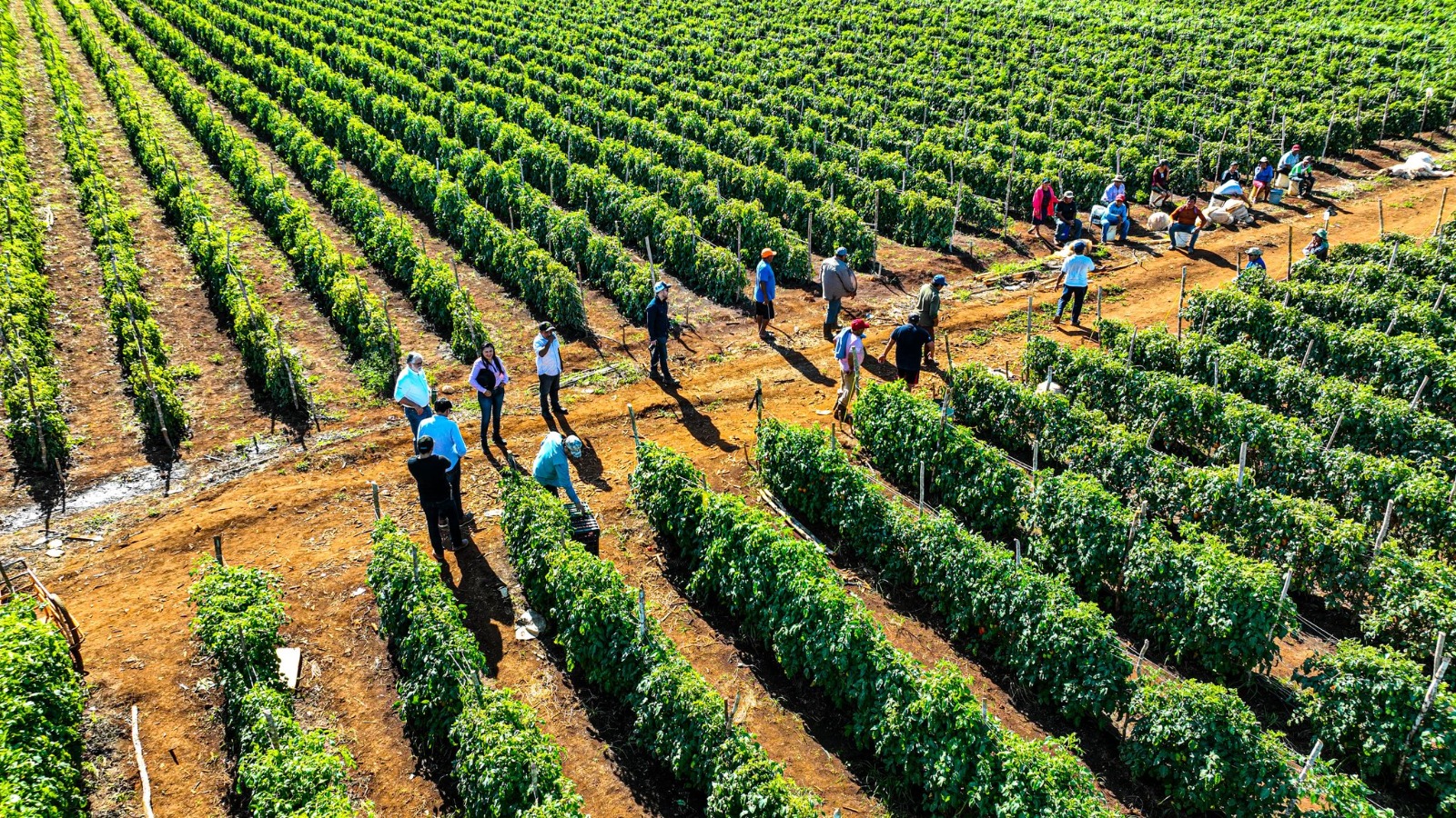 VISITA A PRODUCTORES DE TOMATE EN HACIENDA BLANCA FLOR