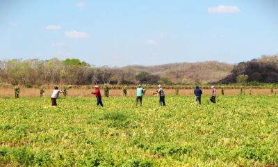 SUPERVISIÓN Y RECORRIDO DE SEMBRADÍOS DE SANDÍA EN BACABCHÉN