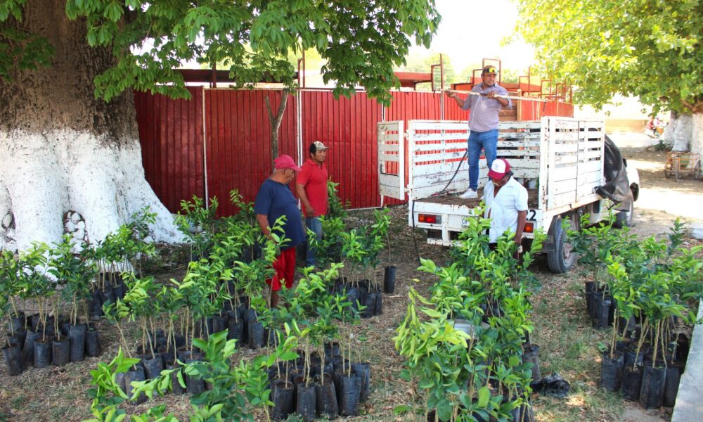 ENTREGA DE 300 PLANTAS DE CÍTRICOS EN LA COMUNIDAD DE SACABCHÉN